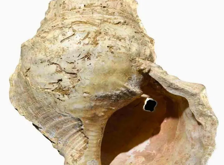 Conch shell in French museum found to be 17,000-year-old wind instrument
