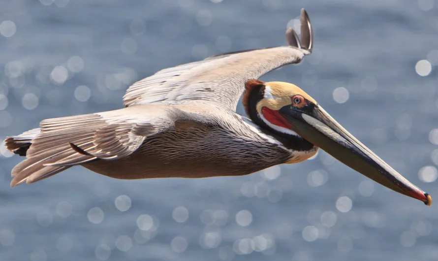 California Brown Pelican