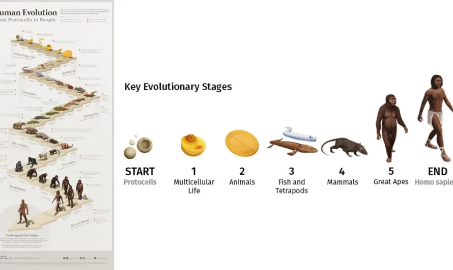 Visualized: The 4 Billion Year Path of Human Evolution