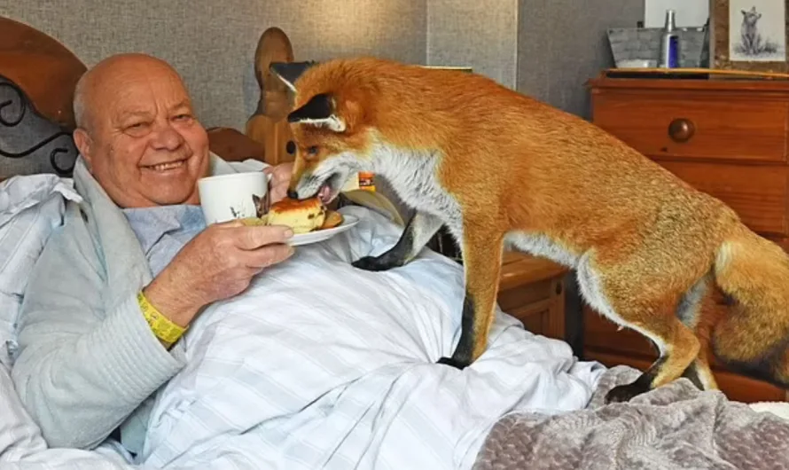 Friends fur-ever! Heartwarming moment man recovering from eye surgery is comforted by the fox he rescued as a cub and became his pet