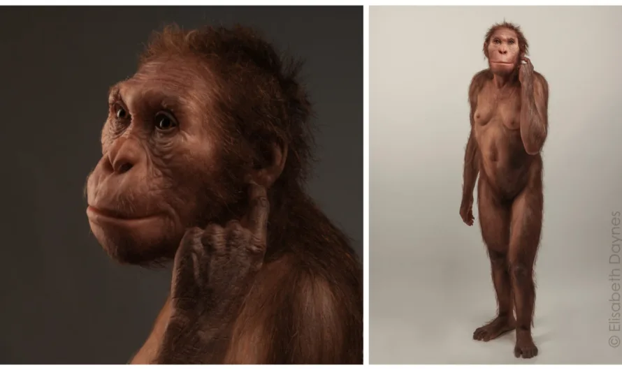 Understanding Australopithecus sediba