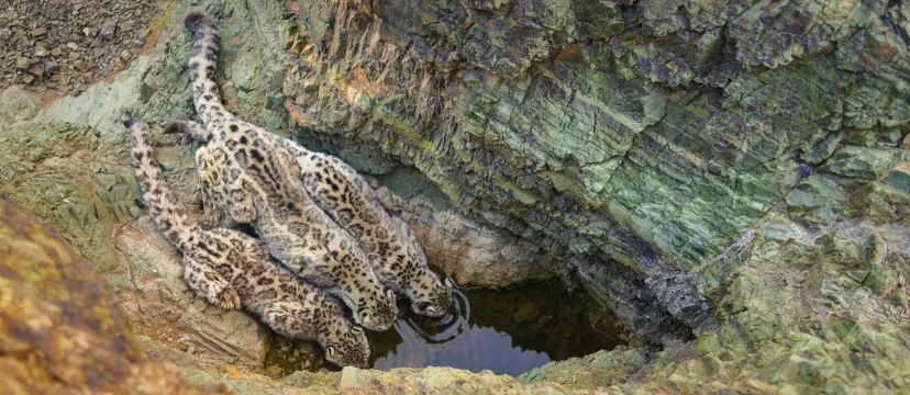 Have you seen the spectacular snow leopard footage in Planet Earth III yet?