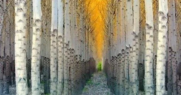 Aspen Tree Tunnel: A Golden Passage in Colorado’s Fall Splendor