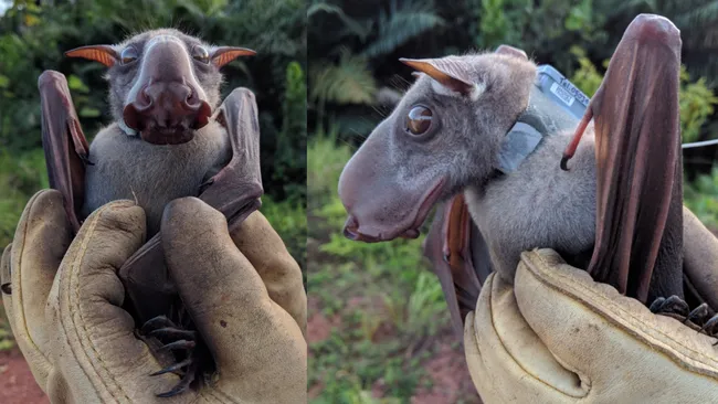 Hammer-Headed Bat Facts (Big-Lipped Bat)