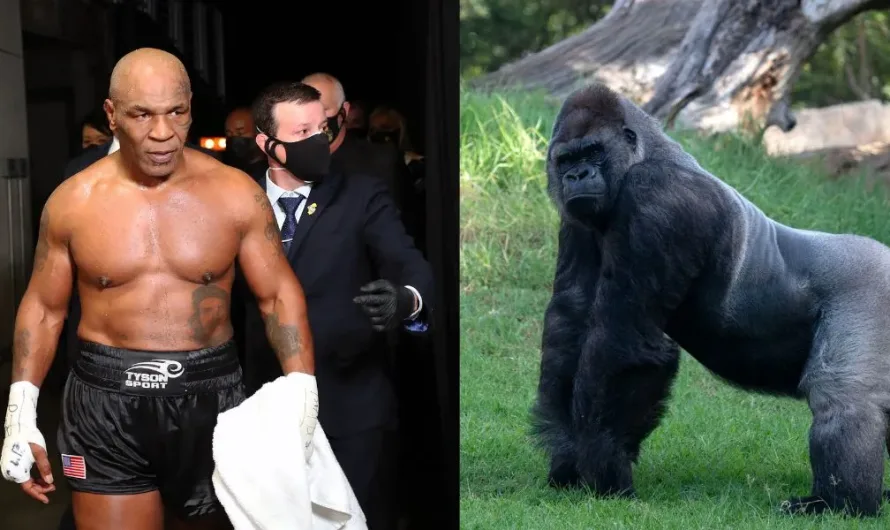 Mike Tyson Says He Offered Zoo Keeper $10k To Fight Gorilla