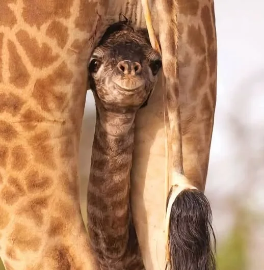 FAQs About Baby Giraffe