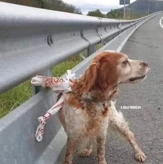 Icaro – 2 year old male English Setter