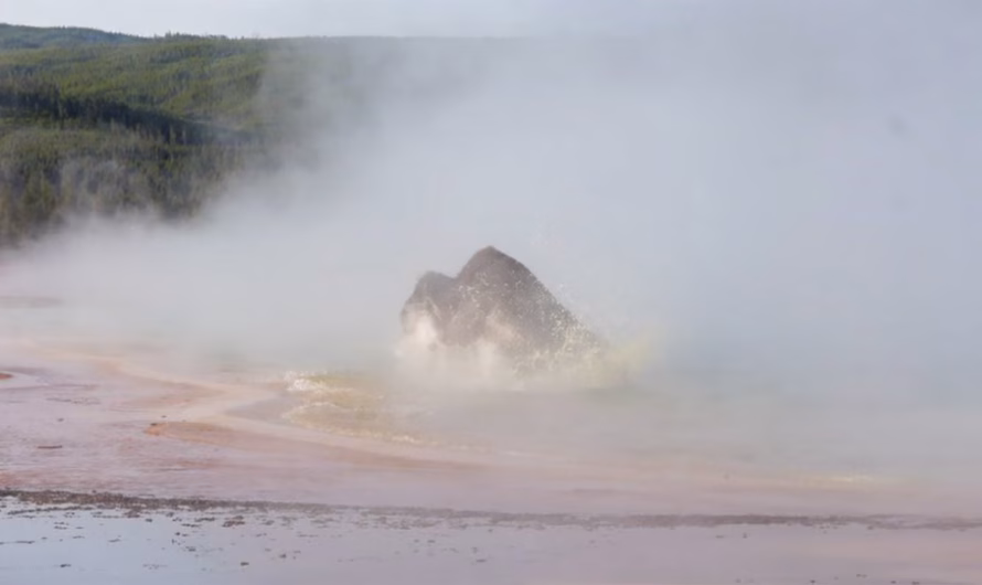 “An Eerie Sight.” Yellowstone Tourists Watched a Bison Fall Into a Hot Spring and Die.