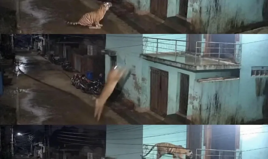 Tiger Leaps 18 Feet Onto Balcony