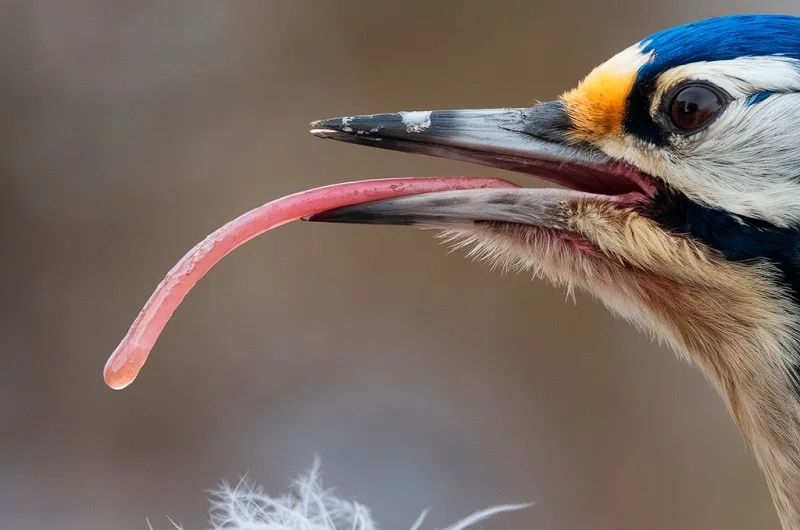 Facts About the Woodpecker Tongue: Nature’s Marvel