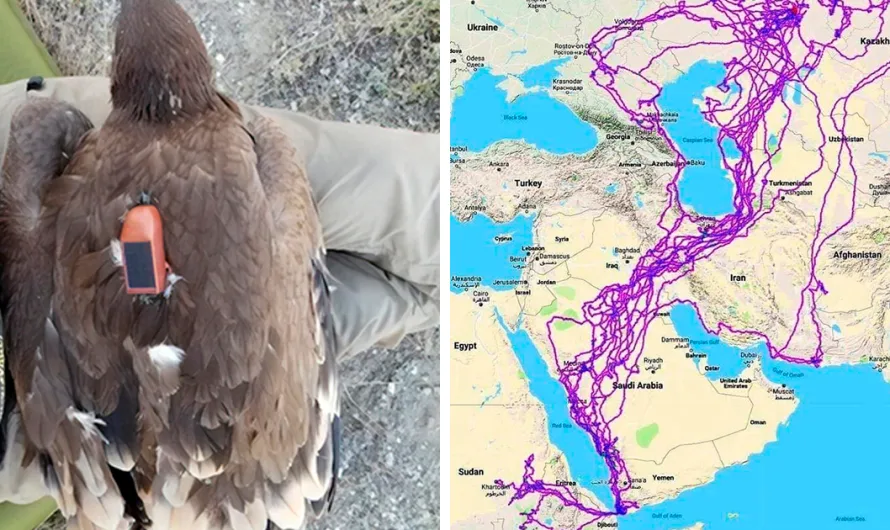 Bloke discovers dead eagle with tracking device, turns out it travelled everywhere