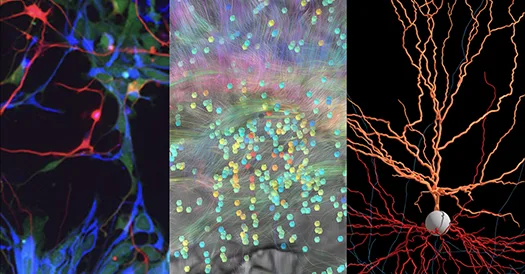 A Cubic Millimeter of Brain: The Most Detailed Neural Map Ever Created