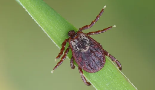 How Long Do Ticks Survive Without a Host? Find Out Here