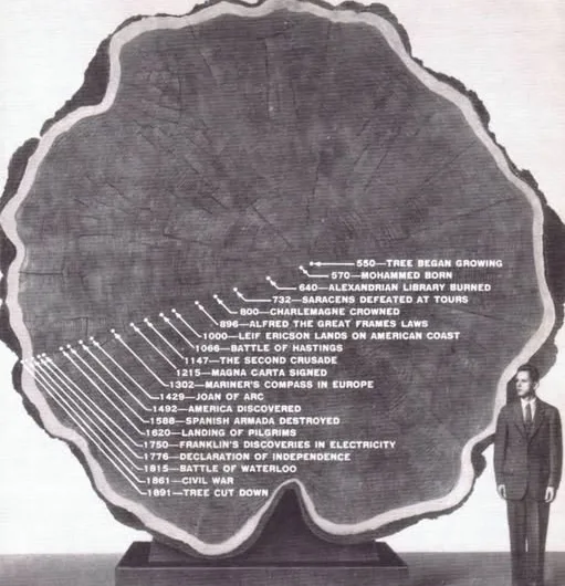 The 1,341-Year Timeline Etched in Wood: The Mark Twain Tree and a Slice of Deep History